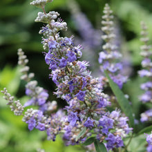 Load image into Gallery viewer, Chaste Berry Tincture