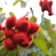 Load image into Gallery viewer, Annatto Tincture