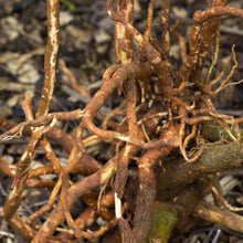 Load image into Gallery viewer, Ashwagandha Tincture