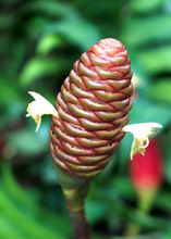 Load image into Gallery viewer, Awapuhi Shampoo Ginger (Zingiber zerumbet)