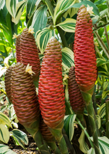 Load image into Gallery viewer, Awapuhi Shampoo Ginger (Zingiber zerumbet)