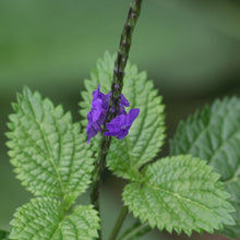 Load image into Gallery viewer, Blue Vervain Tincture
