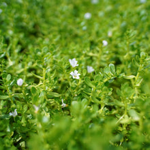 Load image into Gallery viewer, Brahmi Tincture