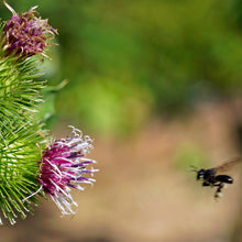 Load image into Gallery viewer, Burdock Root Elixir