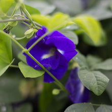 Load image into Gallery viewer, Butterfly Pea Tincture