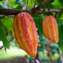 Load image into Gallery viewer, Cacao Ashwagandha Serum