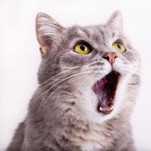 Load image into Gallery viewer, TryPets Potent Elixir Mix