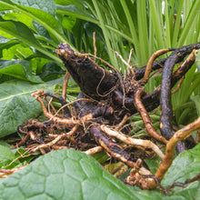 Load image into Gallery viewer, Comfrey Cast
