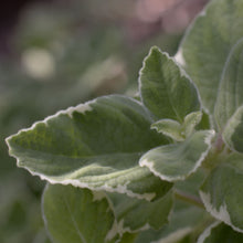 Load image into Gallery viewer, Cuban Oregano Tincture