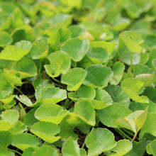 Load image into Gallery viewer, Gotu Kola Tincture