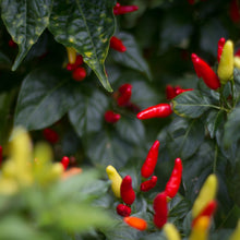 Load image into Gallery viewer, Hawaiian Chili Pepper Tincture