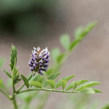 Load image into Gallery viewer, Licorice Root Elixir