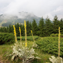 Load image into Gallery viewer, Mullein Leaf &amp; Bloom Elixir