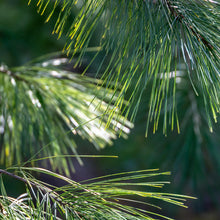 Load image into Gallery viewer, White Pine Needle Elixir