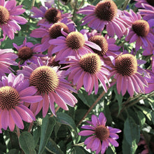 Load image into Gallery viewer, Packed Purple Elixir