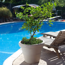 Load image into Gallery viewer, Round 26-inch Outdoor Patio Planter for Small Tree in Weathered Concrete Finish