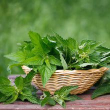 Load image into Gallery viewer, Wild Stinging Nettle Elixir