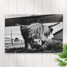 Load image into Gallery viewer, Curious Highland Cattle Monochrome Canvas Wall Art