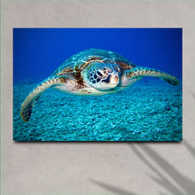 Load image into Gallery viewer, Green Sea Turtle Canvas Wall Art