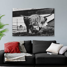 Load image into Gallery viewer, Curious Highland Cattle Monochrome Canvas Wall Art