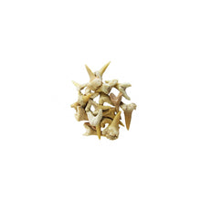 Load image into Gallery viewer, Fossil Shark Teeth - 10 Pack