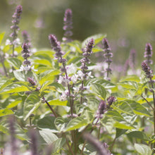 Load image into Gallery viewer, Tulsi Tincture