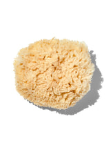 Load image into Gallery viewer, Natural "Wool" 5-6" Sea Sponge