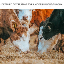 Load image into Gallery viewer, Family Of Hereford Cattle Canvas Wall Art