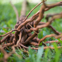 Load image into Gallery viewer, Cacao Ashwagandha Serum