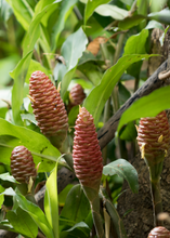 Load image into Gallery viewer, Awapuhi Shampoo Ginger (Zingiber zerumbet)