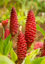 Load image into Gallery viewer, Awapuhi Shampoo Ginger (Zingiber zerumbet)