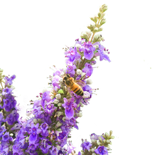 Load image into Gallery viewer, Chaste Berry Tincture