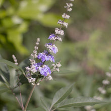 Load image into Gallery viewer, Chaste Berry Tincture