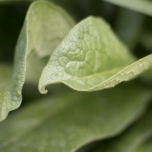 Load image into Gallery viewer, Comfrey Hydrosol