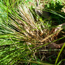 Load image into Gallery viewer, Vetiver Hydrosol