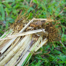 Load image into Gallery viewer, Vetiver Hydrosol