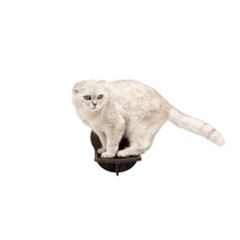 Load image into Gallery viewer, Wooden Cat Step – Dark Walnut